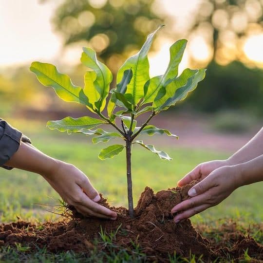Two people planting a young sapling together at sunset