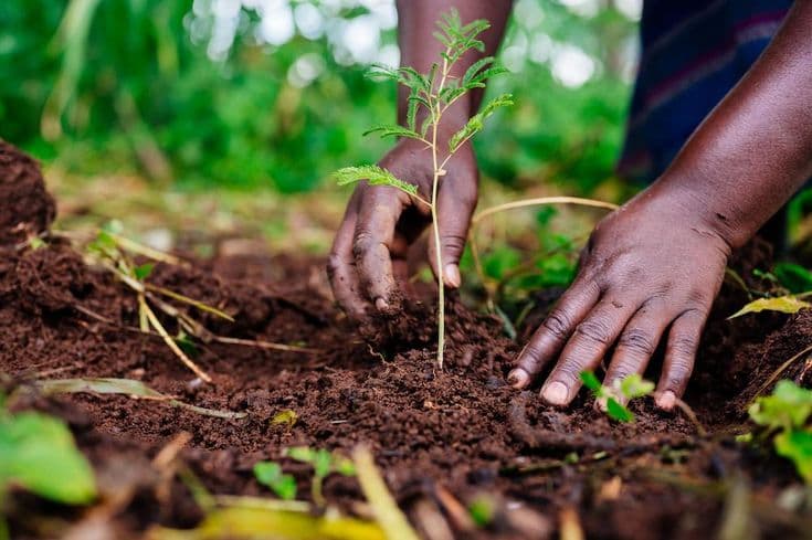 Hands firming the soil around a freshly planted sapling