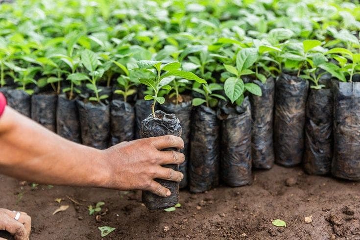 Rows of saplings raised in a nursery, ready for planting