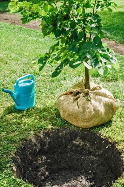 Best Trees to Plant in Pakistan: Neem, Moringa, Peepal, Guava and More
