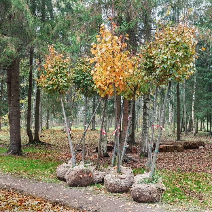 Deforestation in Pakistan: The Problem, Region by Region — and How Trees Fight Back